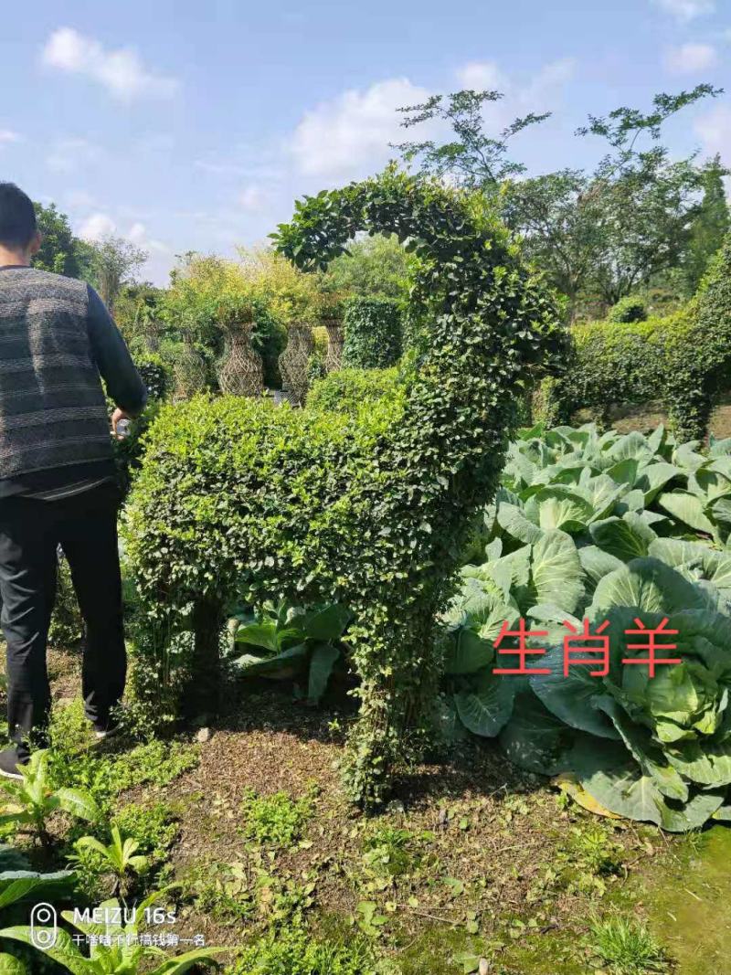 金禾女贞十二生肖造型～急售小叶女贞十二生肖造型