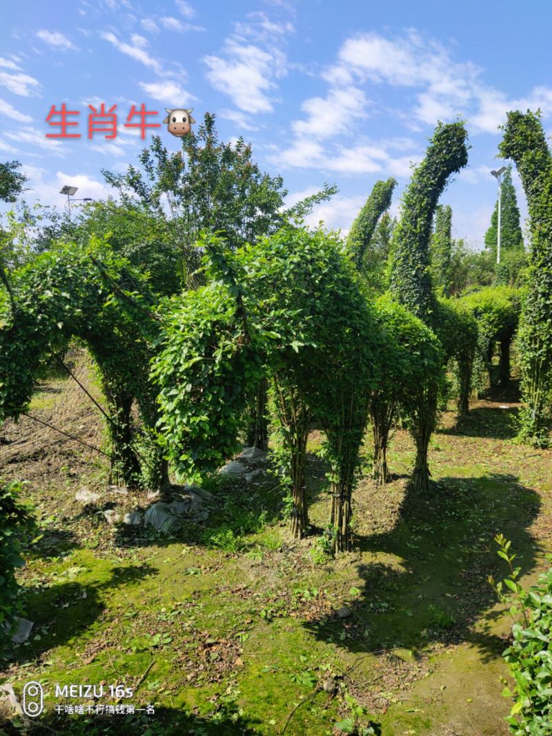 金禾女贞十二生肖造型～急售小叶女贞十二生肖造型