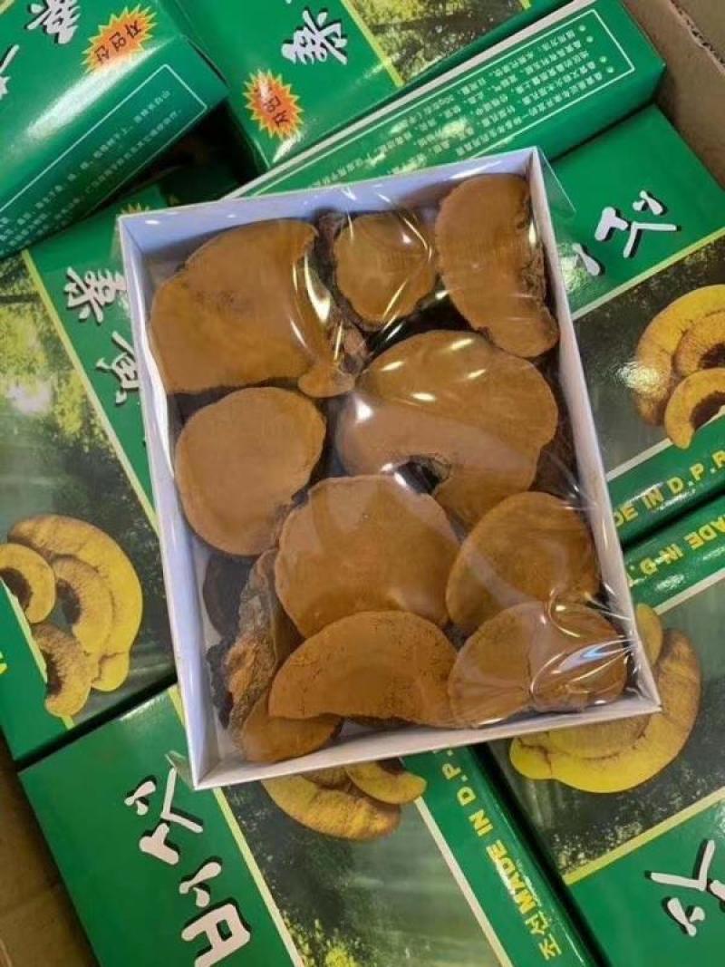 长白山桑黄礼盒500g盒装桑黄一盒一斤