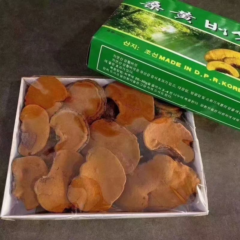 长白山桑黄礼盒500g盒装桑黄一盒一斤