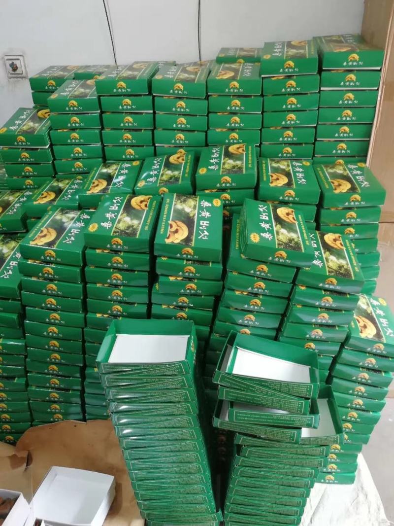 长白山桑黄礼盒500g盒装桑黄一盒一斤