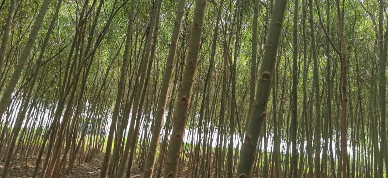 大量供应2-4公分垂柳，竹柳等各种绿化苗木欢迎您的采购