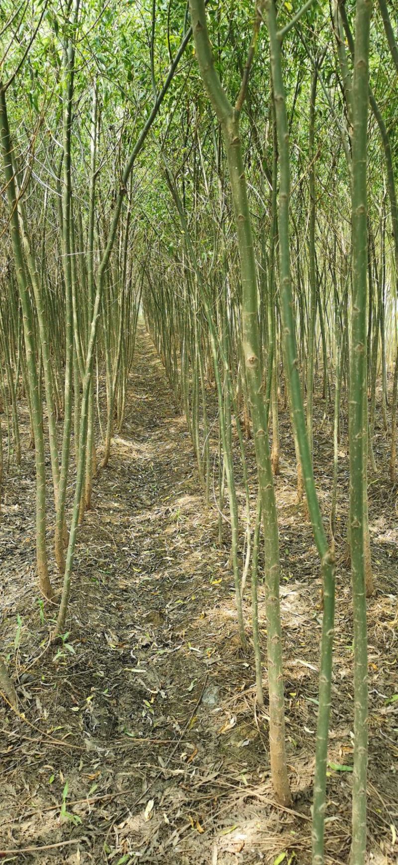 大量供应2-4公分垂柳，竹柳等各种绿化苗木欢迎您的采购