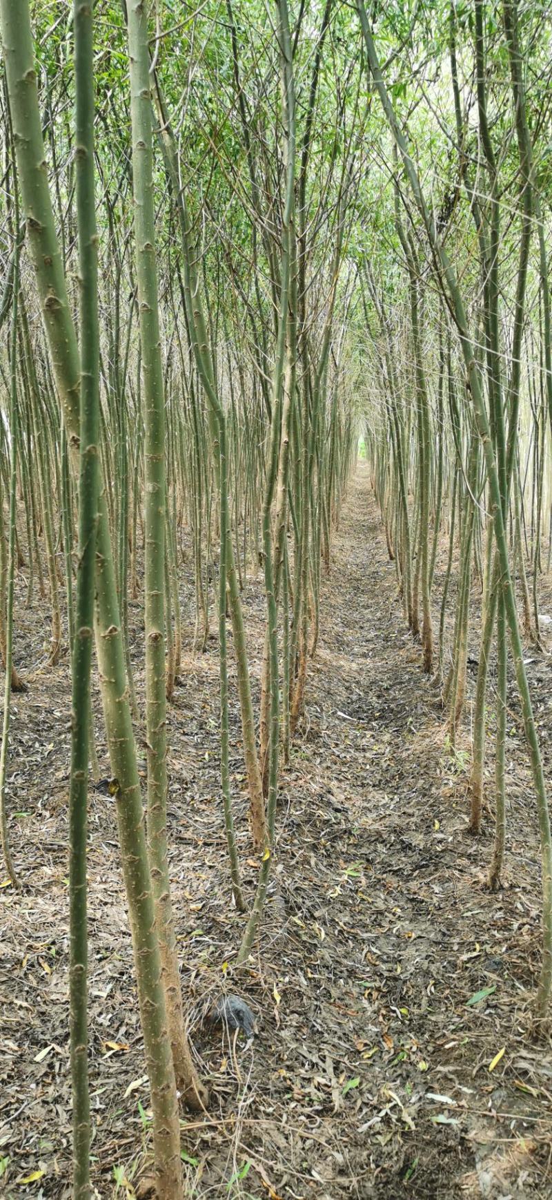 大量供应2-4公分垂柳，竹柳等各种绿化苗木欢迎您的采购