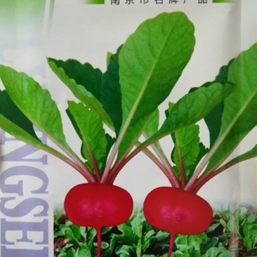 绿领扬花萝卜种子，樱桃萝卜种子肉质根扁圆形,皮红肉白,外