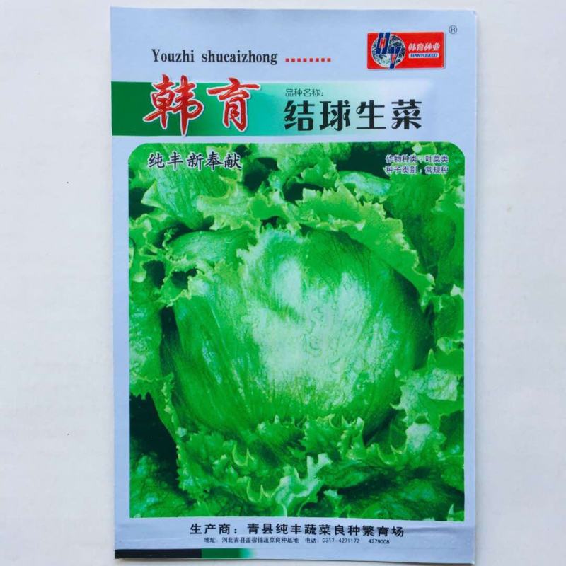 结球生菜种子叶片嫩绿，球型紧实大田专用品种种子