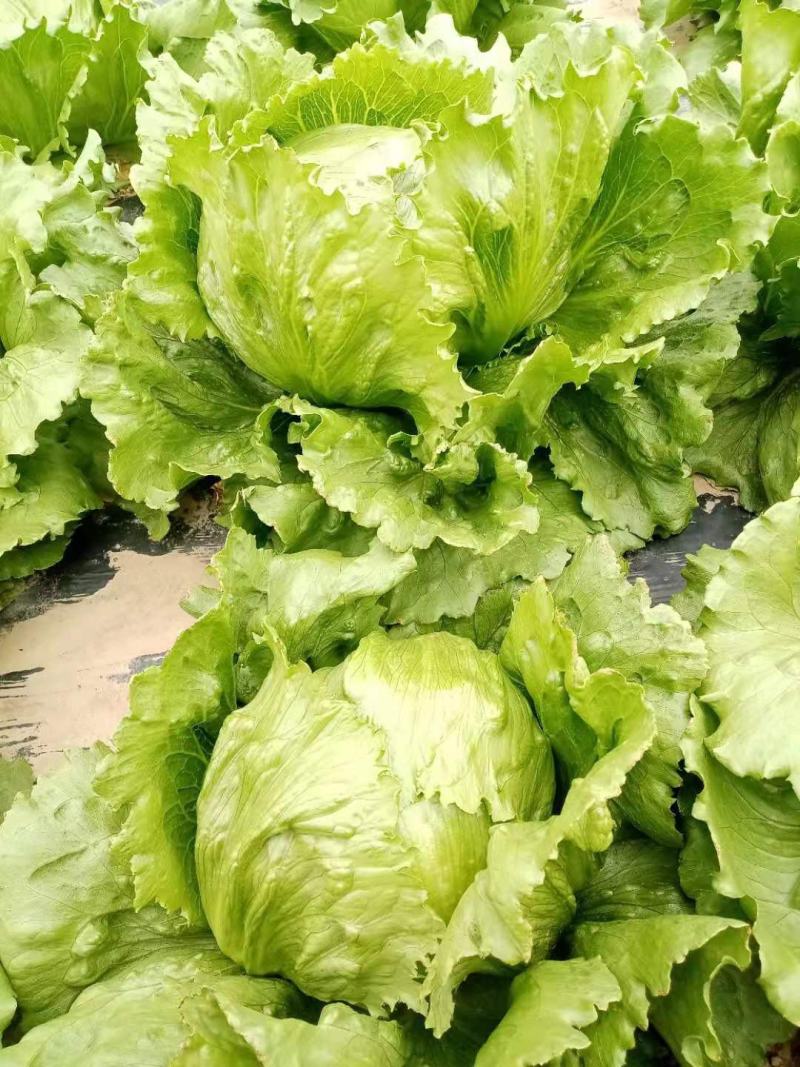 结球生菜种子叶片嫩绿，球型紧实大田专用品种种子