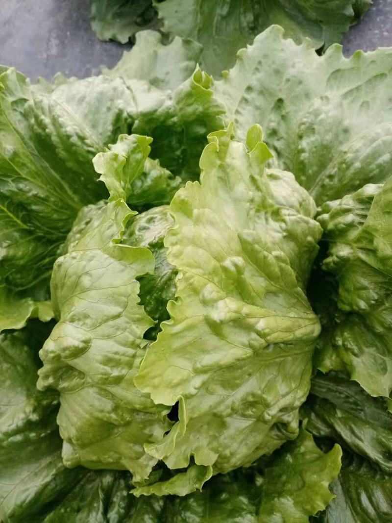 结球生菜种子叶片嫩绿，球型紧实大田专用品种种子