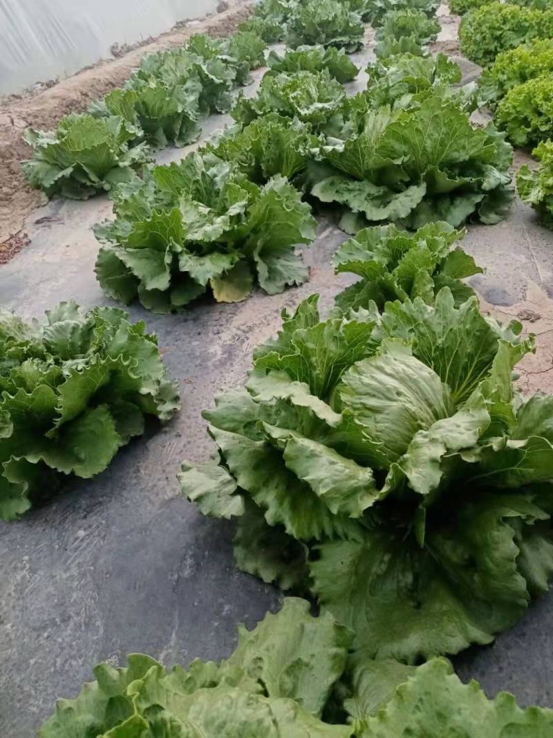 结球生菜种子叶片嫩绿，球型紧实大田专用品种种子