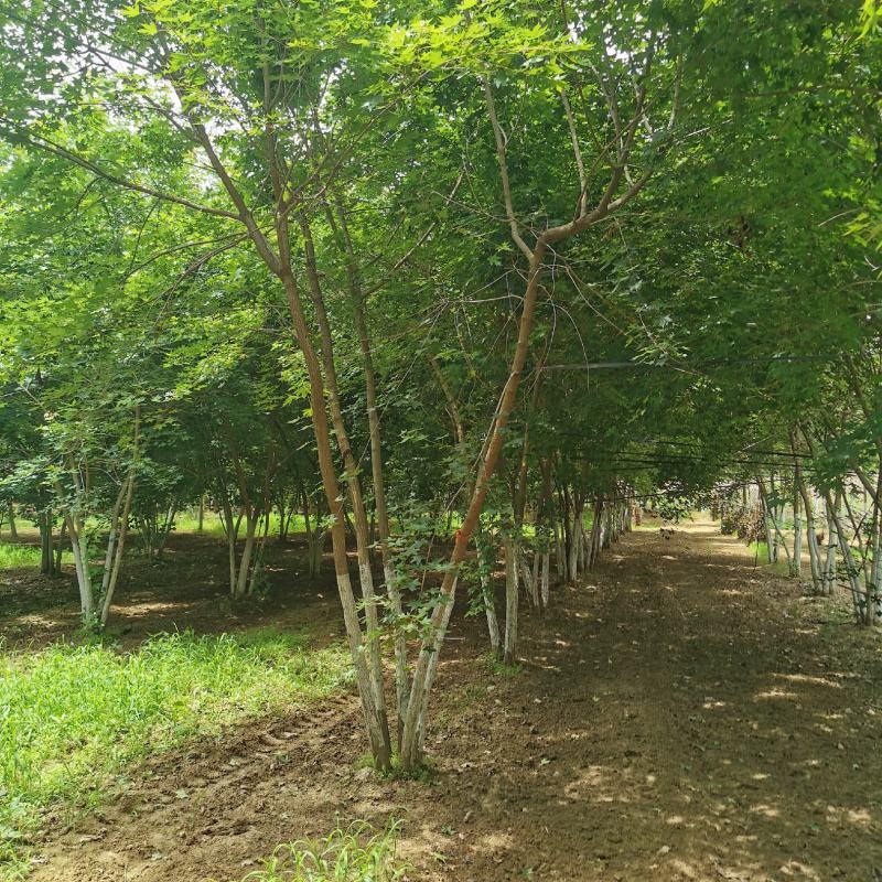 大量供应各种规格丛生五角枫元宝枫等各种绿化苗木，大量供应
