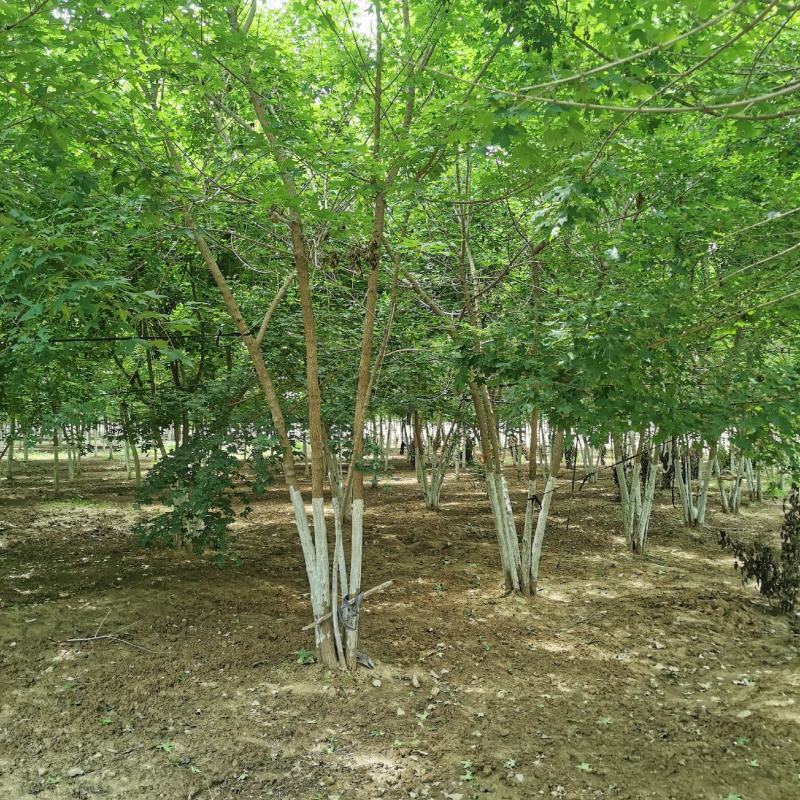 大量供应各种规格丛生五角枫元宝枫等各种绿化苗木，大量供应