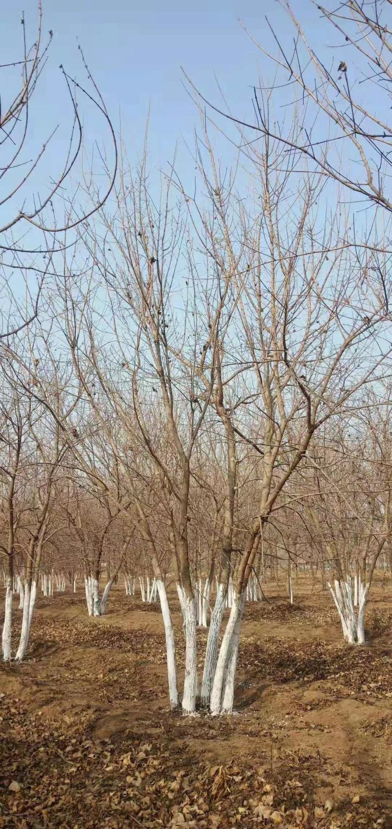 大量供应各种规格丛生五角枫元宝枫等各种绿化苗木，大量供应