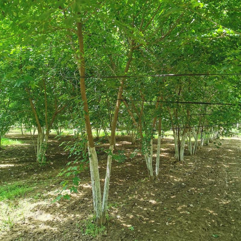 大量供应各种规格丛生五角枫元宝枫等各种绿化苗木，大量供应
