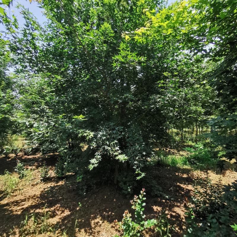 大量供应各种规格丛生五角枫元宝枫等各种绿化苗木，大量供应