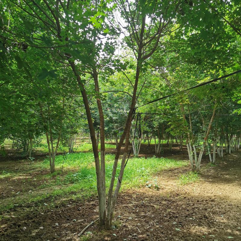 大量供应各种规格丛生五角枫元宝枫等各种绿化苗木，大量供应