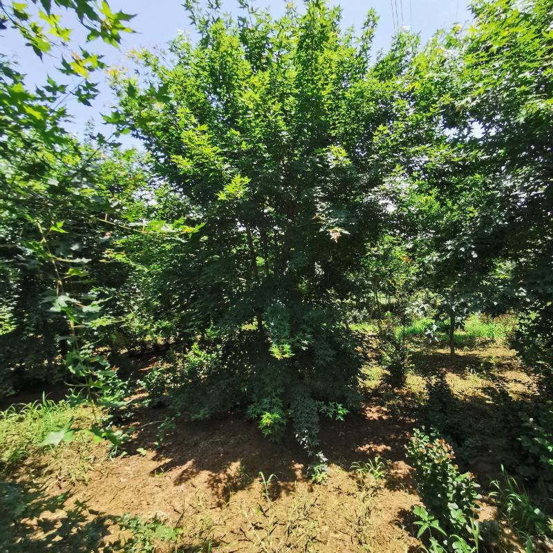 大量供应各种规格丛生五角枫元宝枫等各种绿化苗木，大量供应