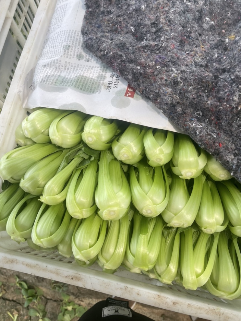 精品小油菜种植基地直供大量供专业代收代办