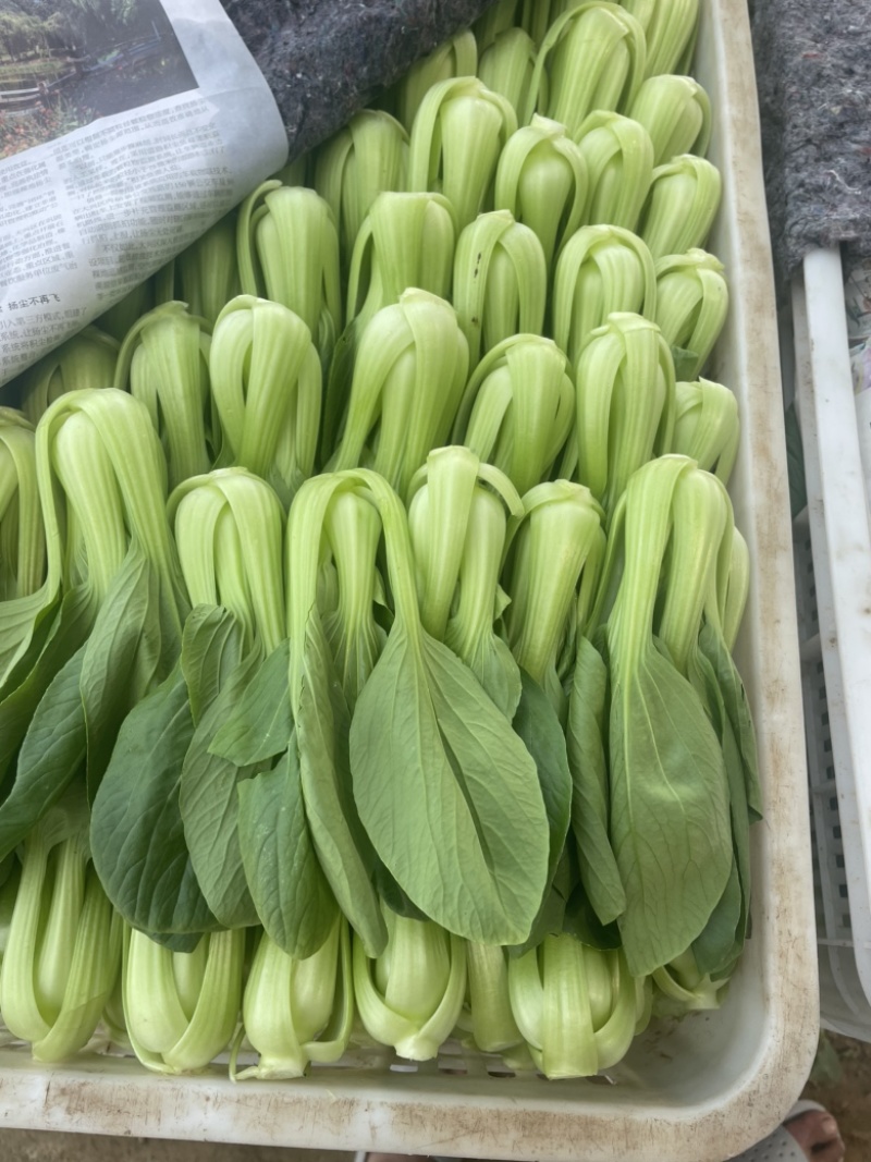 精品小油菜种植基地直供大量供专业代收代办