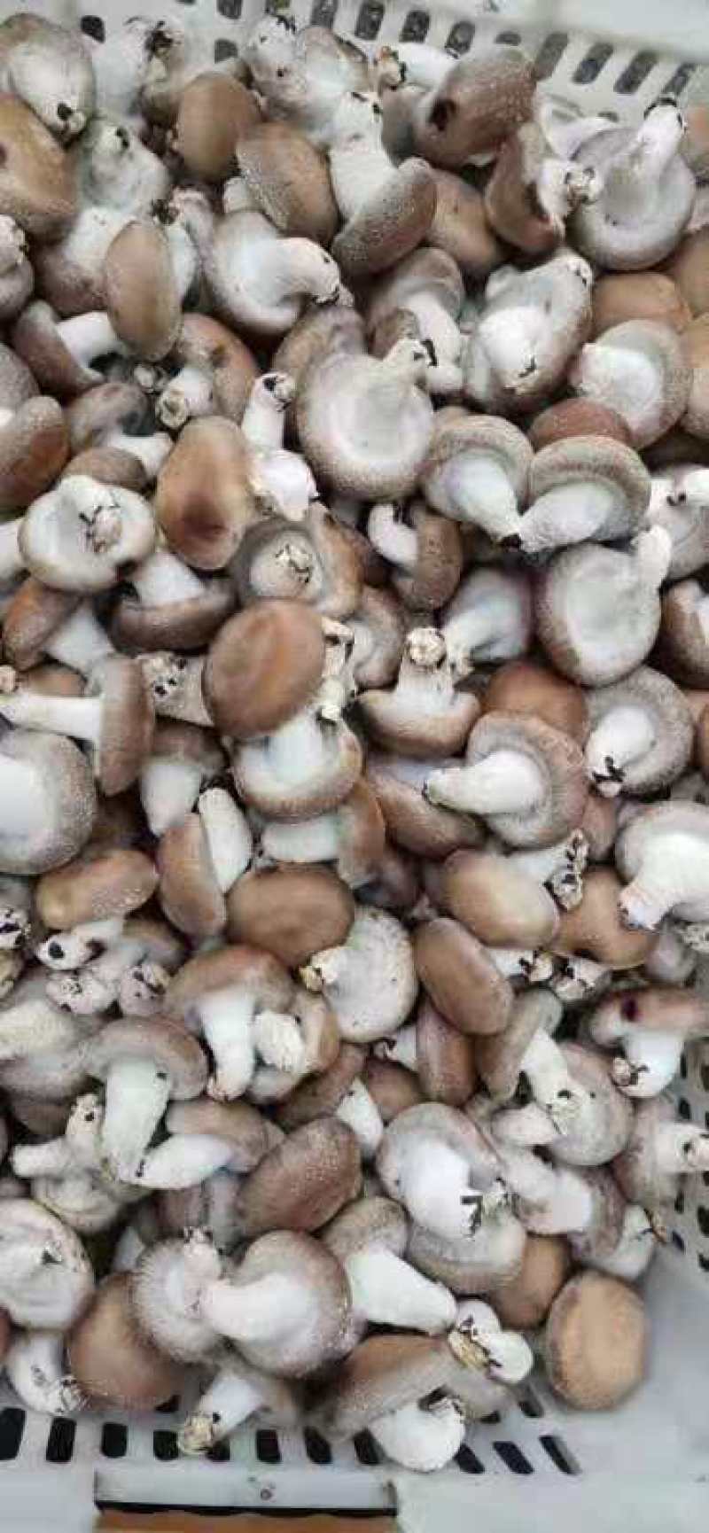 鲜香菇自产自销