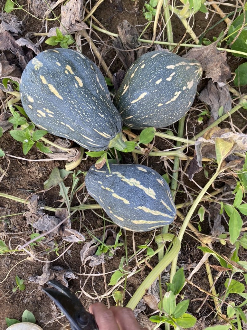 广西精品香芋南瓜大量供应市场电商平台