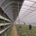 专业生产养猪大棚养羊棚蔬菜种植大棚全国发货