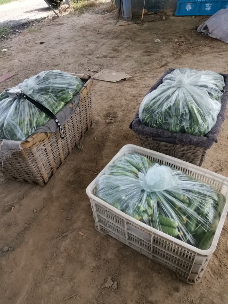精品水果黄瓜