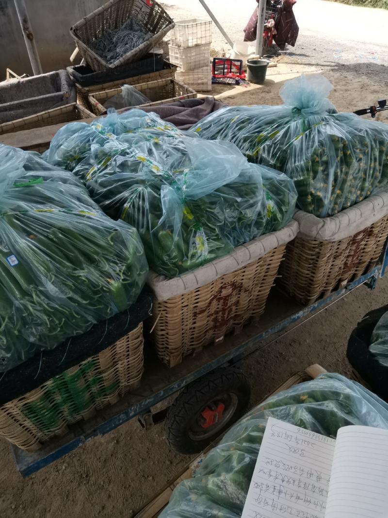 精品水果黄瓜