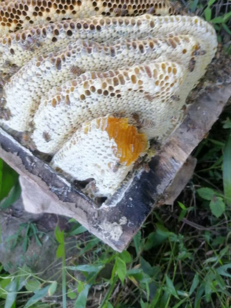 【甘肃】土蜂蜜一手货源充足，自然成熟一件代发，包邮价格