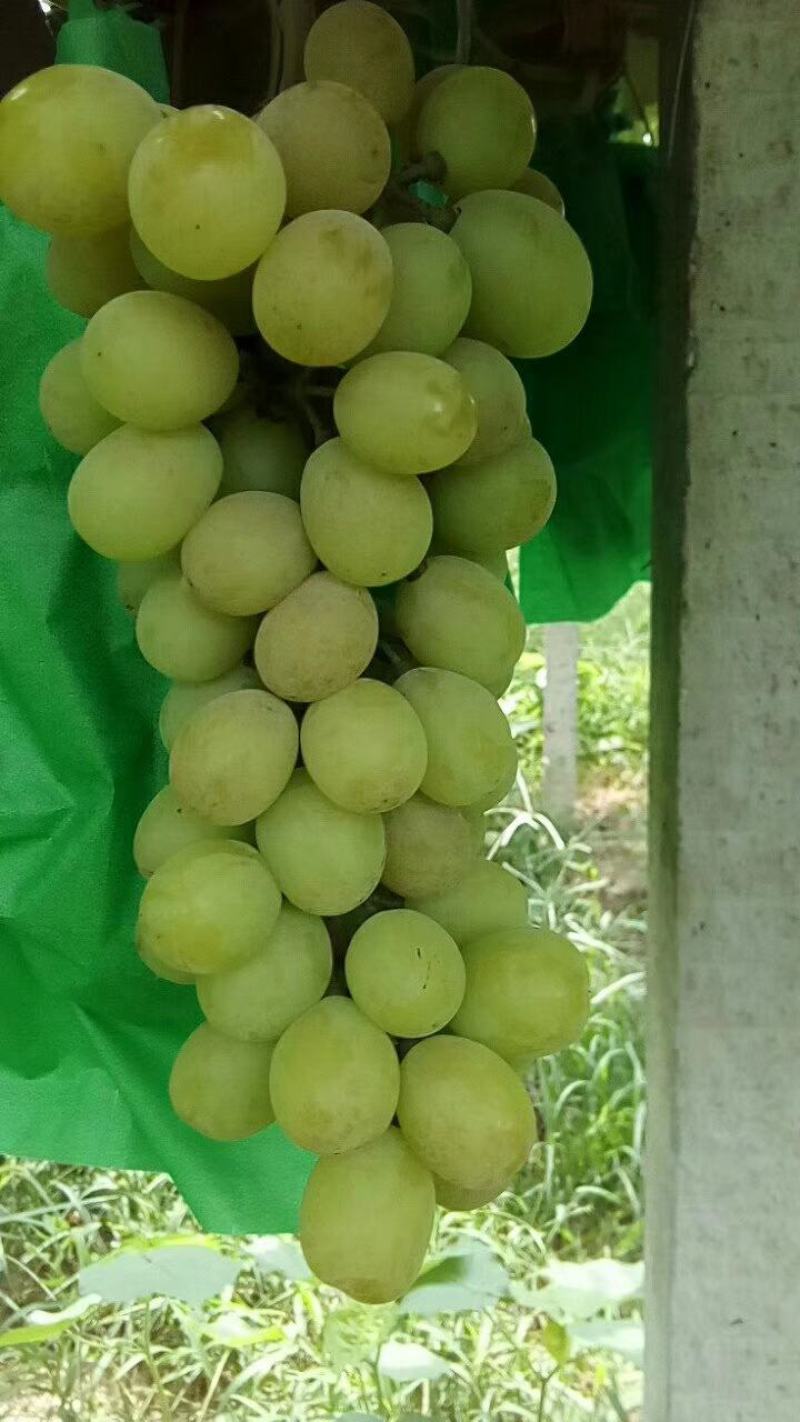 世界葡萄，阳光玫瑰，值得拥有