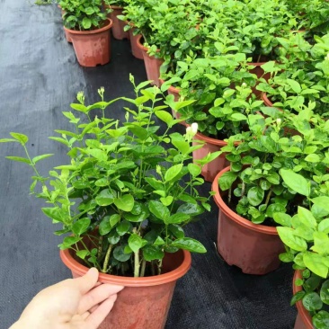 茉莉花盆栽重瓣开花浓香四季好养室内阳台庭院驱蚊防蚊观花卉