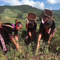 云南富硒黑花生