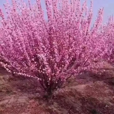 美人梅桃树嫁接梅花红梅碧桃榆叶梅原生红梅基地5-20公分