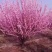 美人梅桃树嫁接梅花红梅碧桃榆叶梅原生红梅基地5-20公分