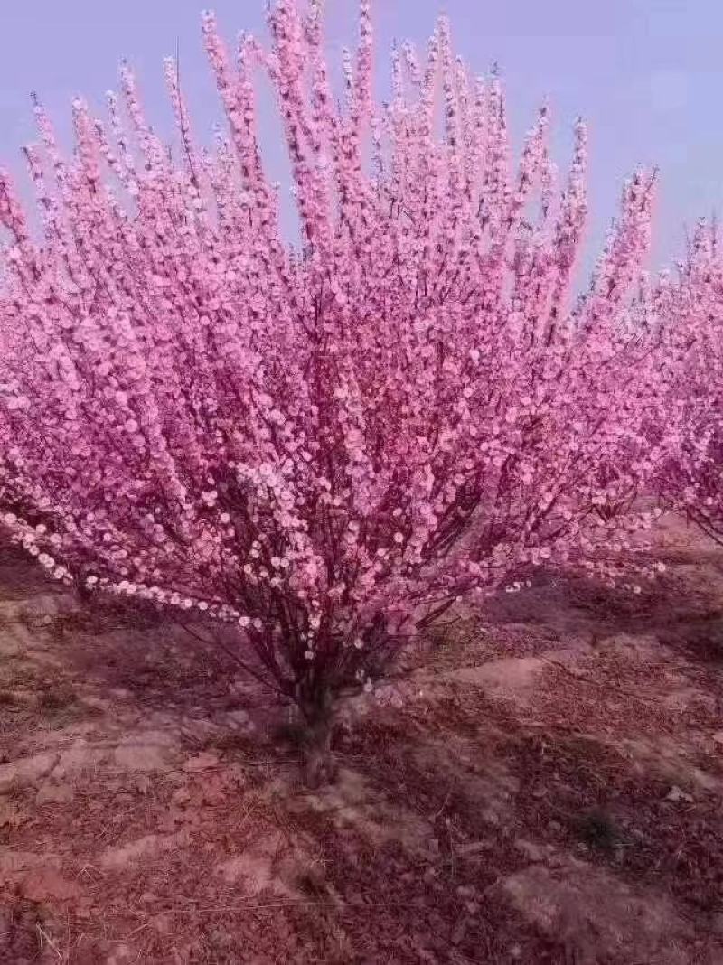 美人梅桃树嫁接梅花红梅碧桃榆叶梅原生红梅基地5-20公分