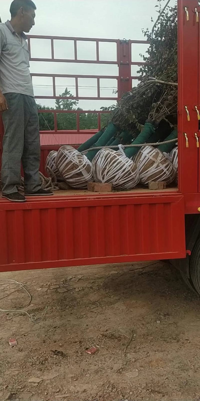 美人梅桃树嫁接梅花红梅碧桃榆叶梅原生红梅基地5-20公分