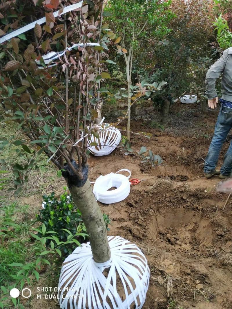 美人梅桃树嫁接梅花红梅碧桃榆叶梅原生红梅基地5-20公分