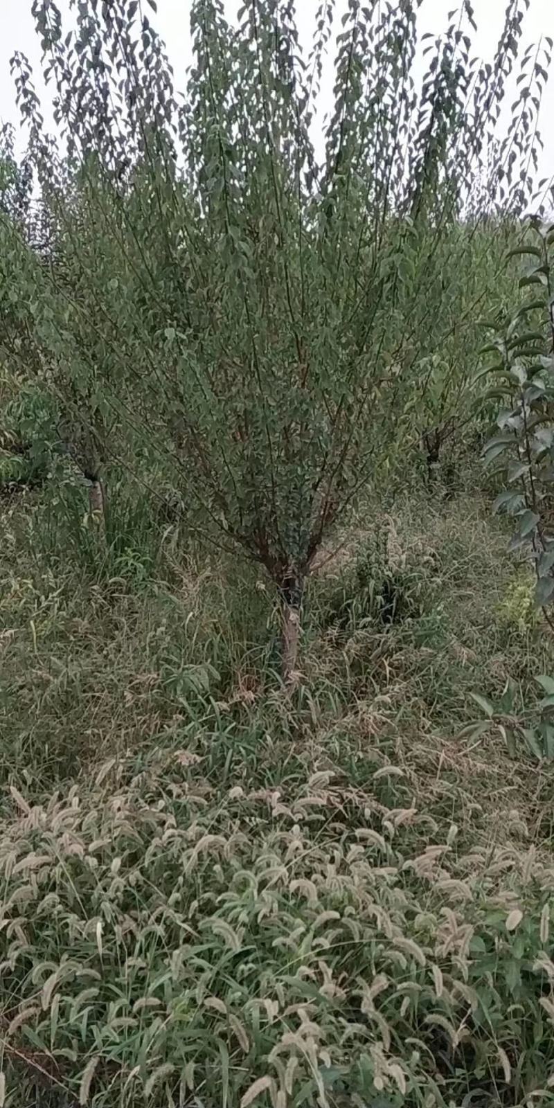 美人梅桃树嫁接梅花红梅碧桃榆叶梅原生红梅基地5-20公分