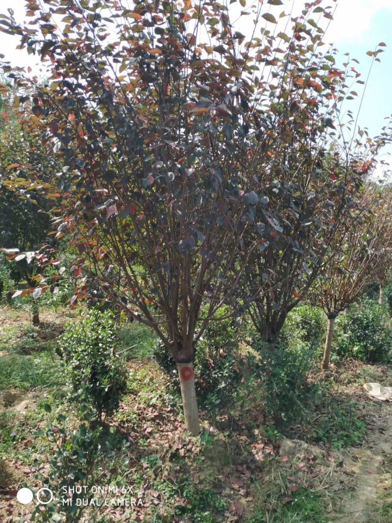 美人梅桃树嫁接梅花红梅碧桃榆叶梅原生红梅基地5-20公分
