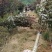 美人梅桃树嫁接梅花红梅碧桃榆叶梅原生红梅基地5-20公分