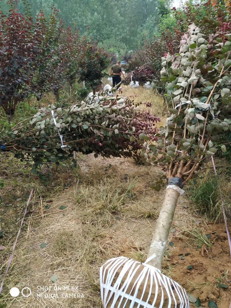 美人梅桃树嫁接梅花红梅碧桃榆叶梅原生红梅基地5-20公分