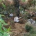 美人梅桃树嫁接梅花红梅碧桃榆叶梅原生红梅基地5-20公分
