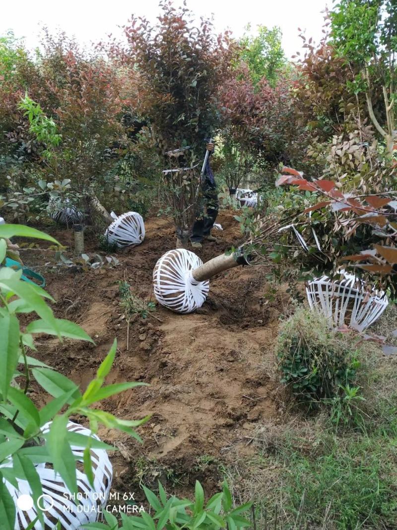 美人梅桃树嫁接梅花红梅碧桃榆叶梅原生红梅基地5-20公分