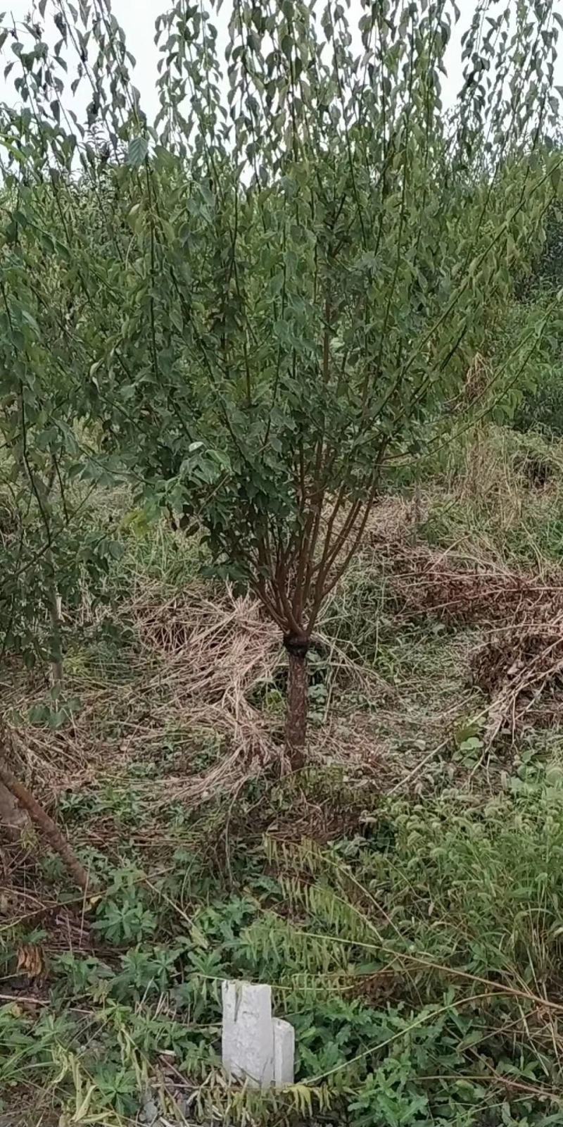 美人梅桃树嫁接梅花红梅碧桃榆叶梅原生红梅基地5-20公分