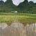 荸荠种苗荔浦马蹄桂蹄二三号组培苗一、二代苗