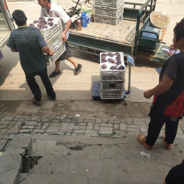 软枝巨峰葡萄套袋软枝巨峰葡萄套袋硬枝巨峰