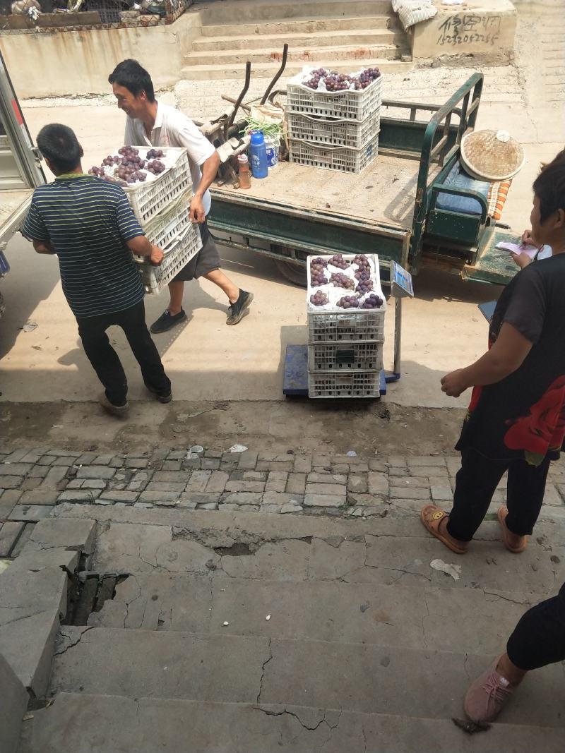 软枝巨峰葡萄套袋软枝巨峰葡萄套袋硬枝巨峰