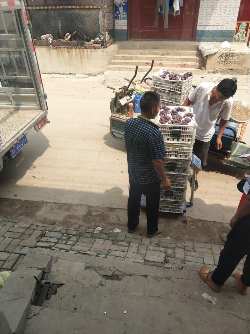 软枝巨峰葡萄套袋软枝巨峰葡萄套袋硬枝巨峰