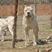 纯种杜高犬活体阿根廷血统杜高幼犬巨型狩猎犬出售纯种杜高狩