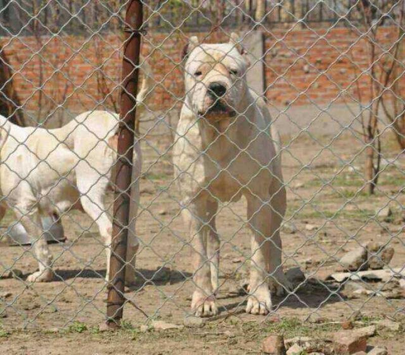 纯种杜高犬活体阿根廷血统杜高幼犬巨型狩猎犬出售纯种杜高狩