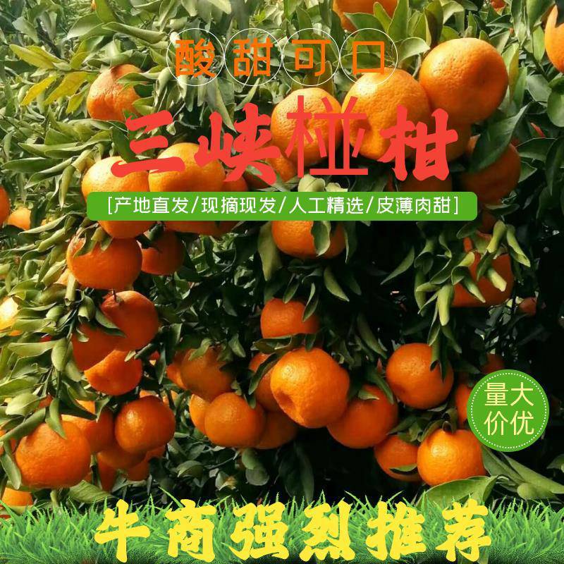【火爆上市】优质椪柑量大质优果园下树直发品质保障
